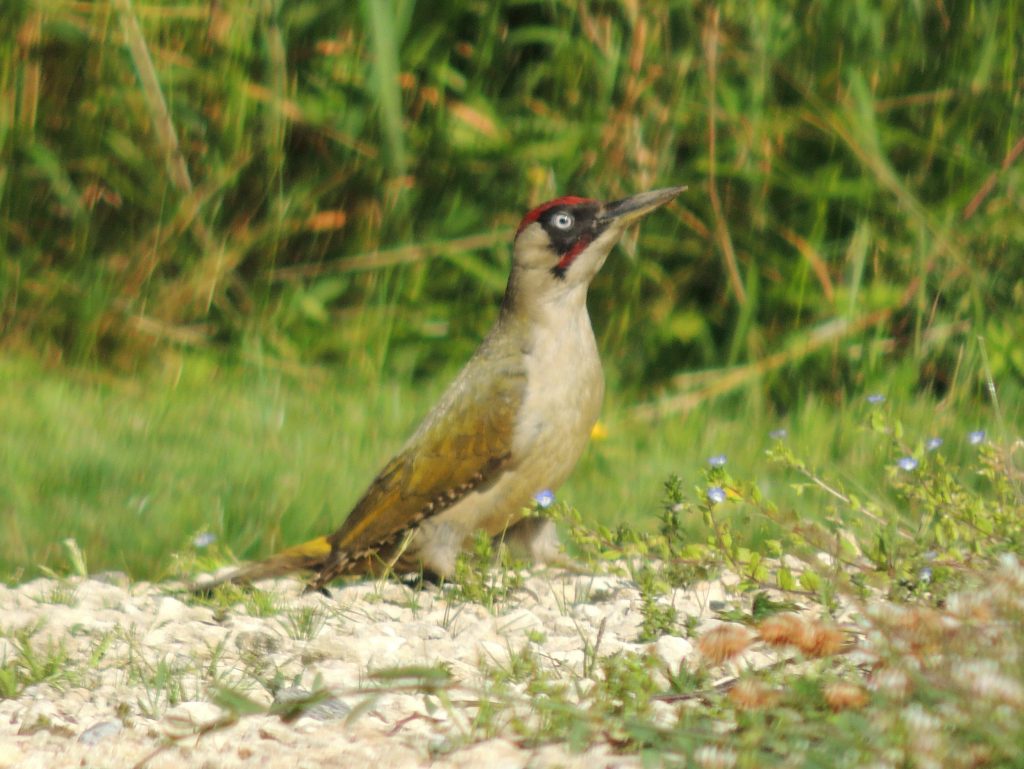 Green Woodpecker @ Kingfisher Lodge