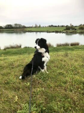 We are VERY Dog Friendly!