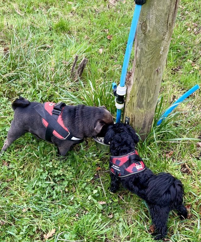 Thirsty work all this play time