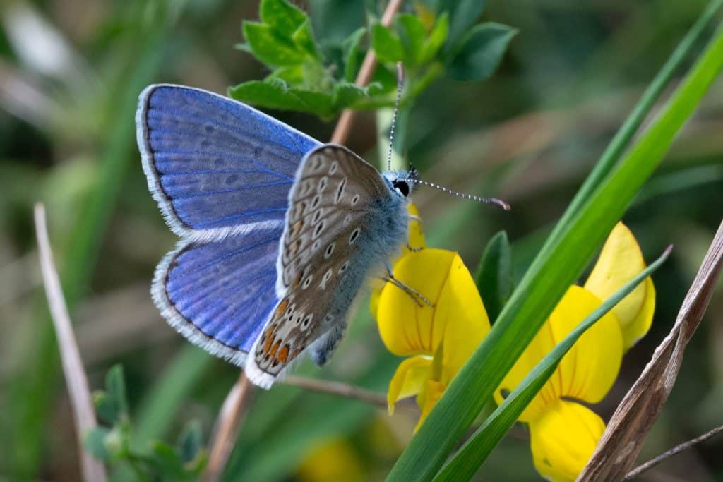 Living on the wild side