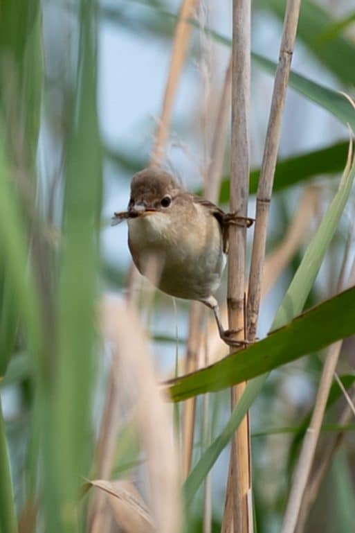 Living on the wild side