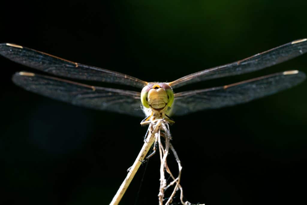 Living on the wild side