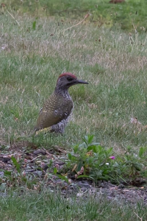 Living on the wild side