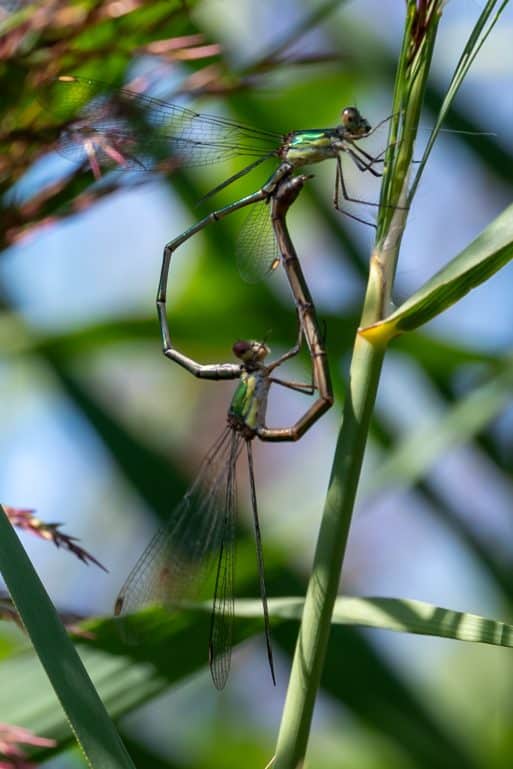 Living on the wild side