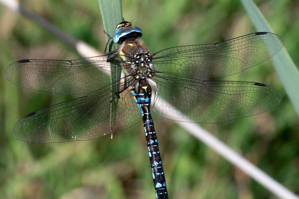 Living on the wild side