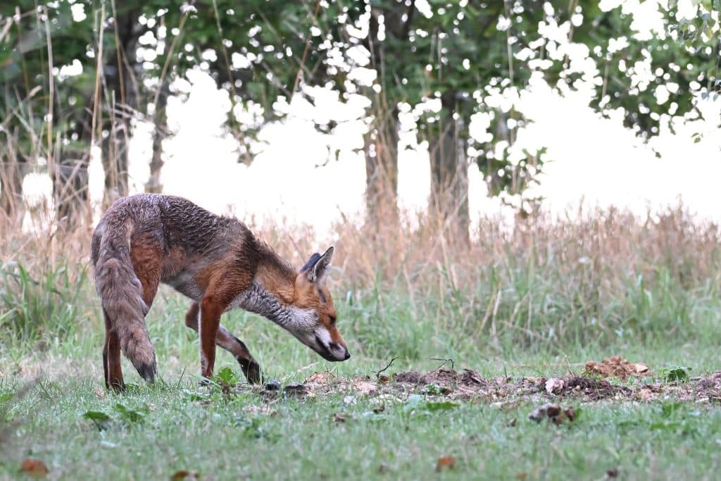 Living on the wild side