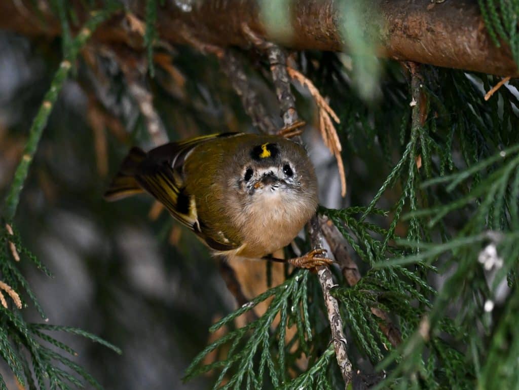 Living on the wild side