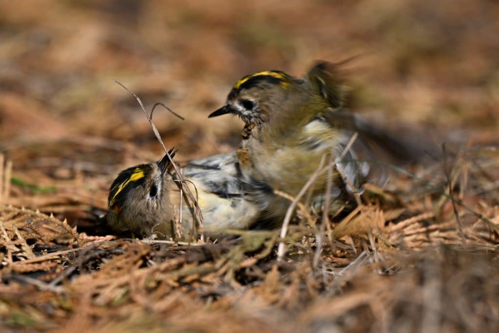 Living on the wild side