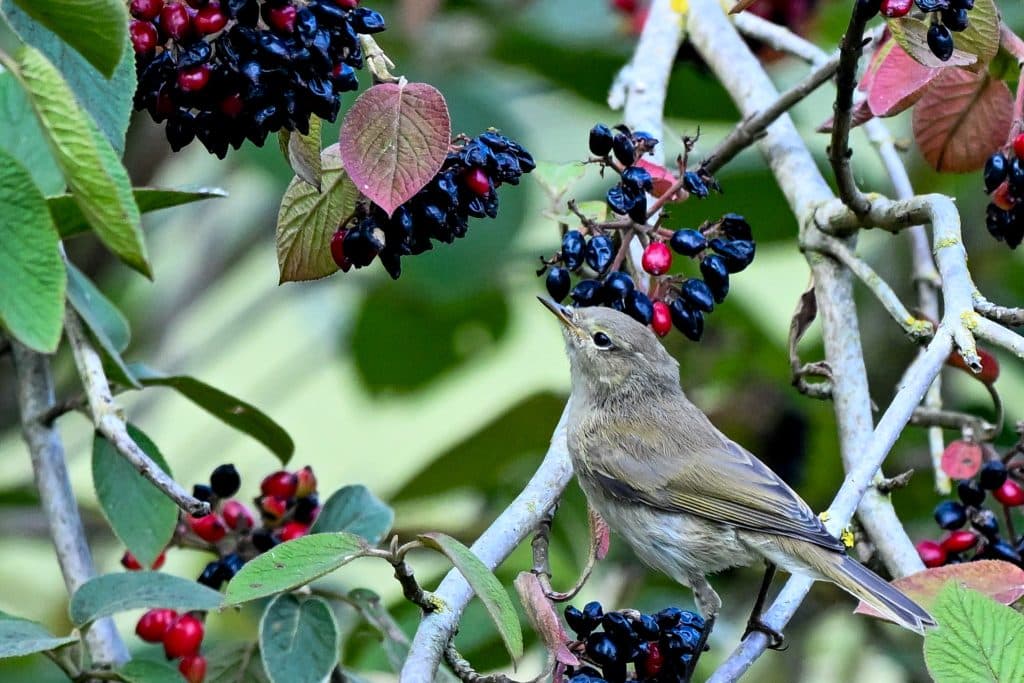 Living on the wild side