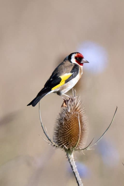 Living on the wild side