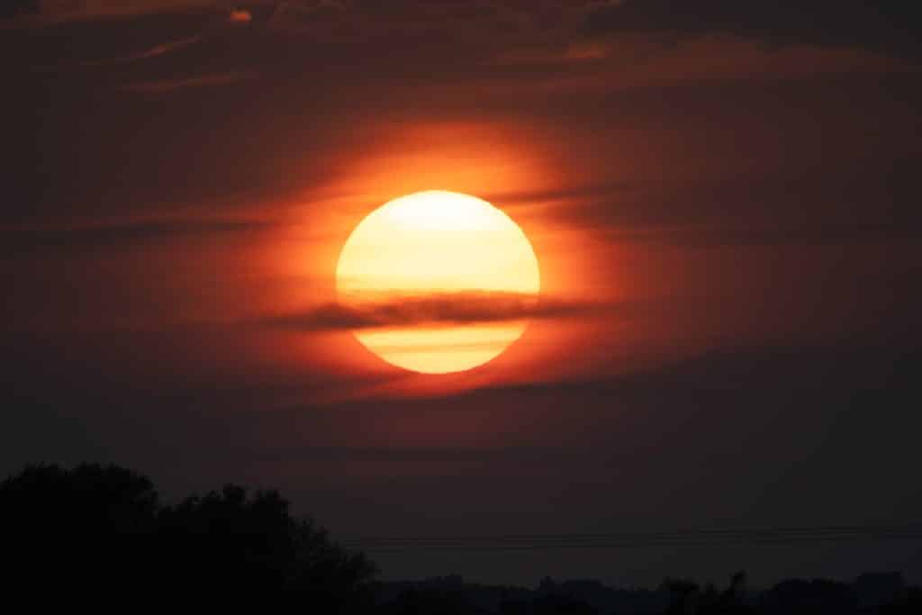 Living on the wild side