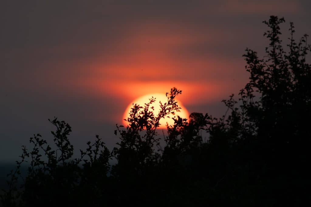 Living on the wild side