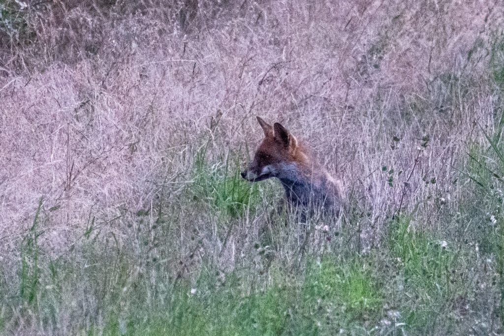 Living on the wild side