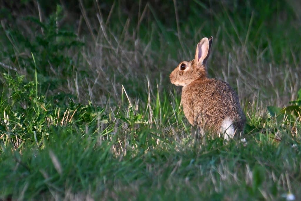 Living on the wild side