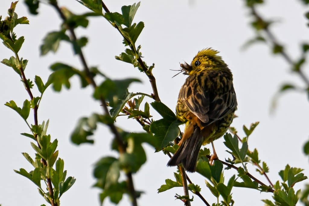 Living on the wild side