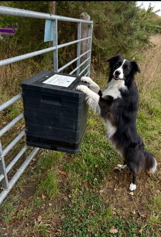 Playtime get the toys out