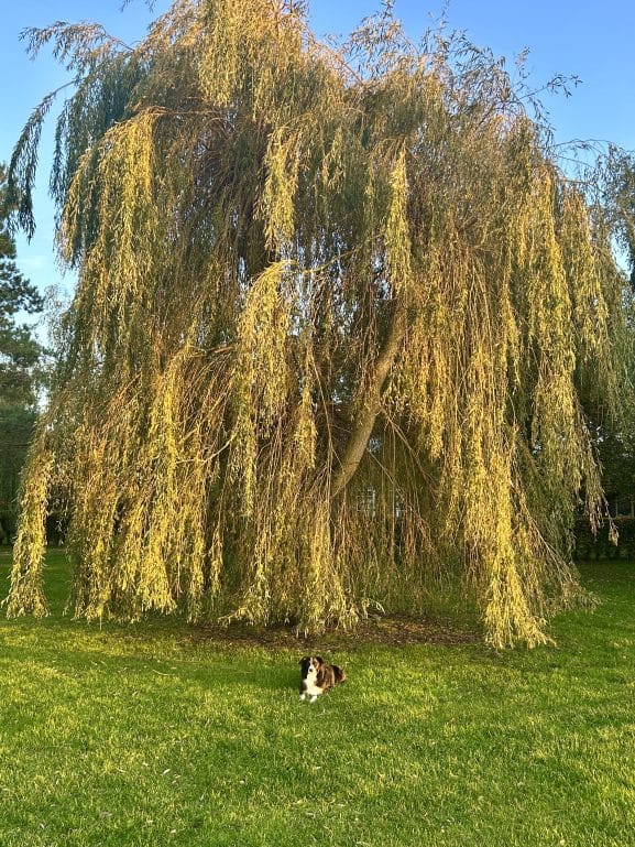 Gorgeous autumn willow tree outside lapwing lodge