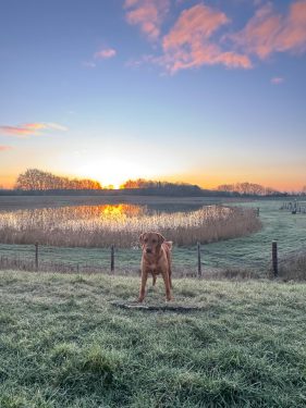 We are dog friendly!