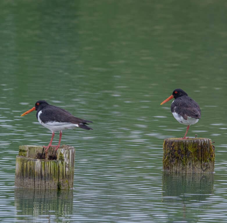 Spring Photo Competition Winner – Oyster Catchers on the Reservoir