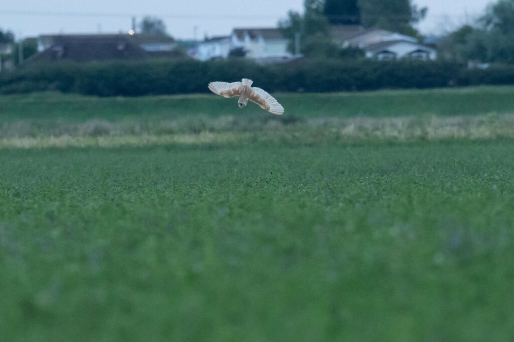 Nicky Day – Barn Owl
