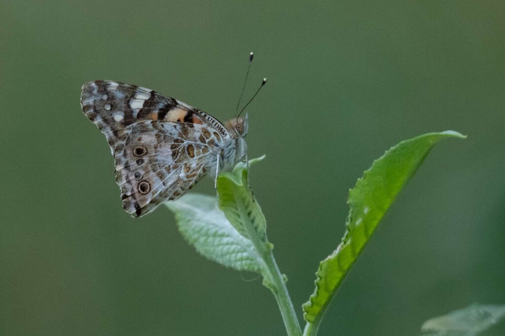 Nicky Day – Butterfly