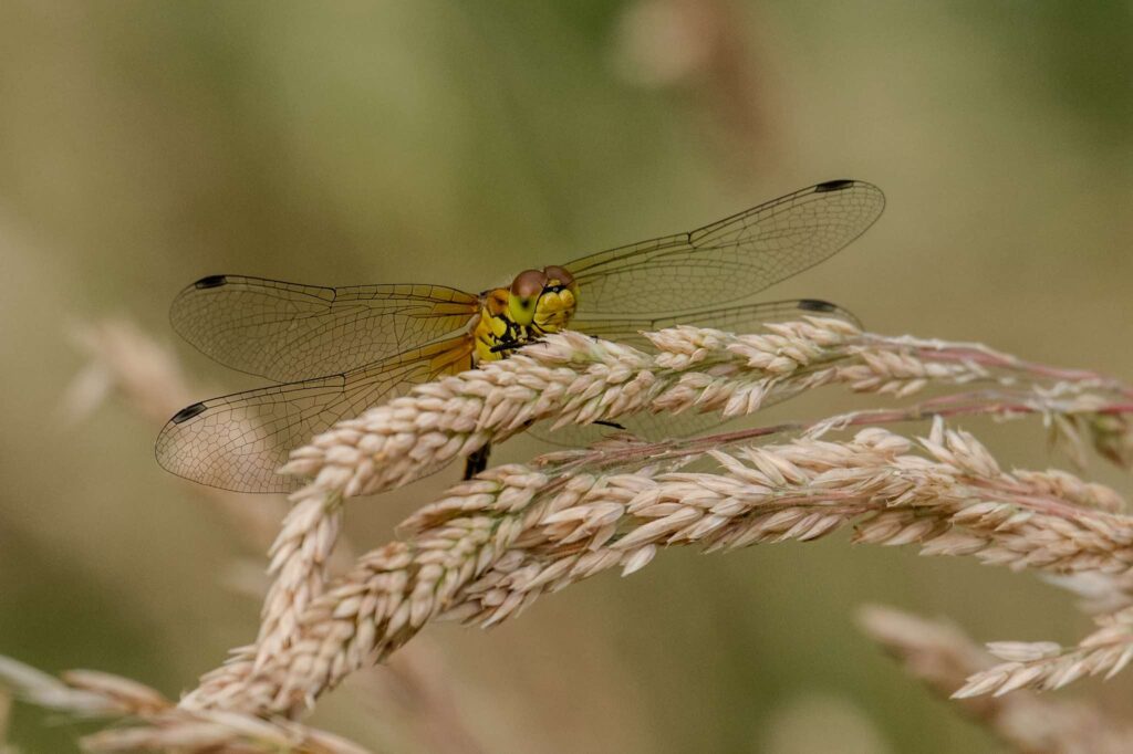 Nicky Day – Dragonfly