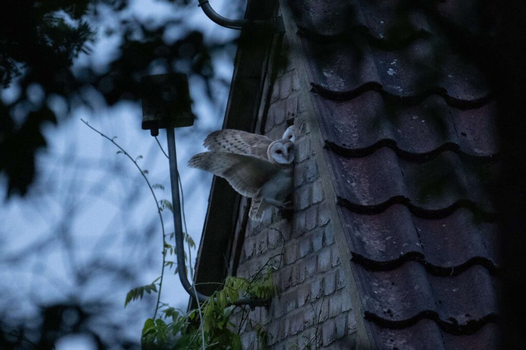 Nicky Day – Barn Owl