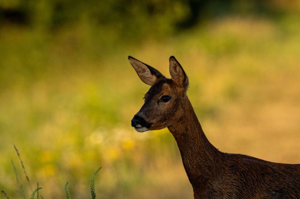 Nicky Day – Deer