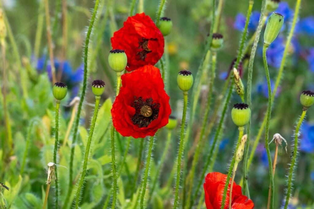 Nicky Day – Poppies