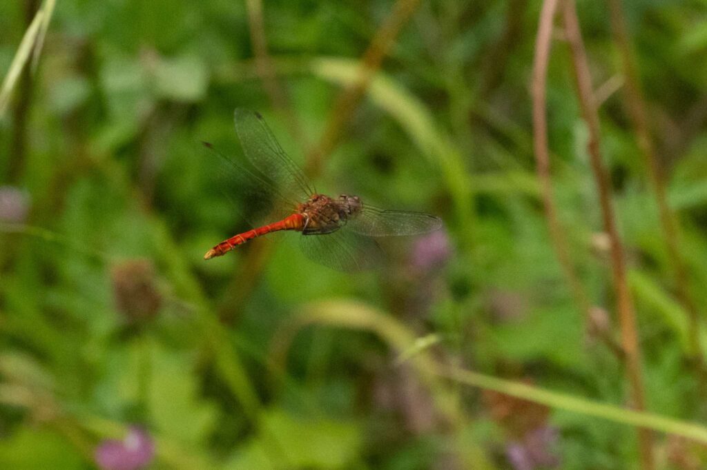 Nicky Day – Dragonfly