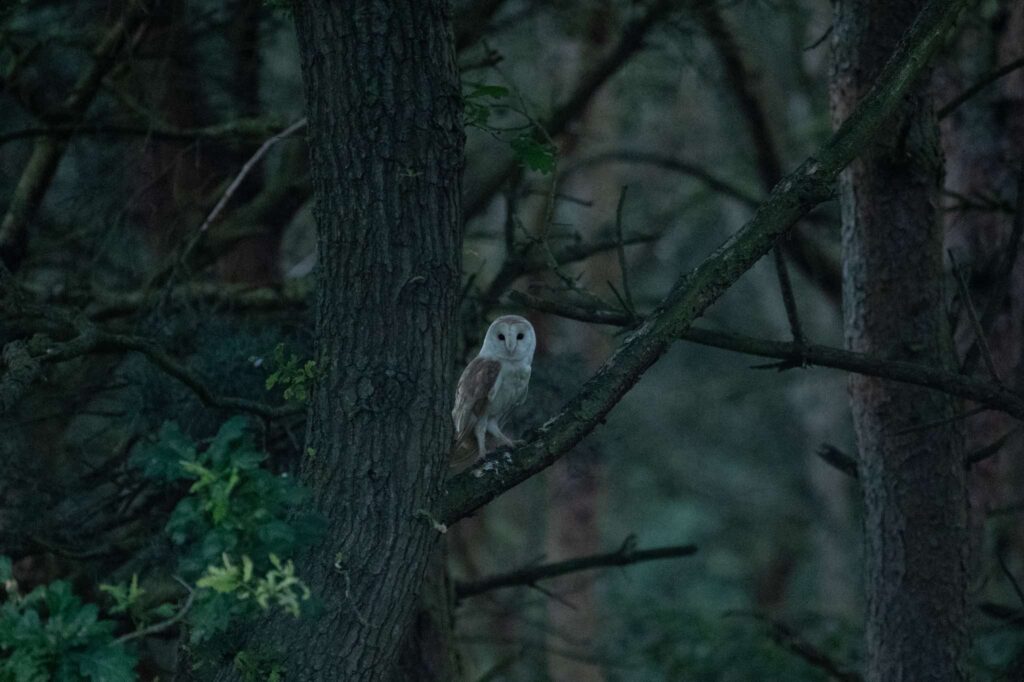 Nicky Day – Barn Owl
