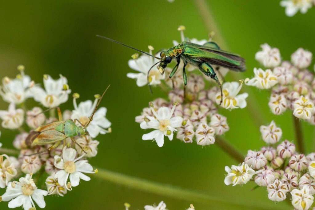 Nicky Day – Wildlife Photography