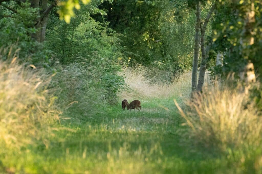 Nicky Day – Wildlife Photography