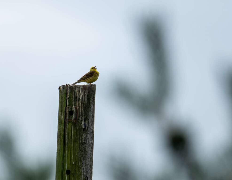 Nicky Day – Wildlife Photography
