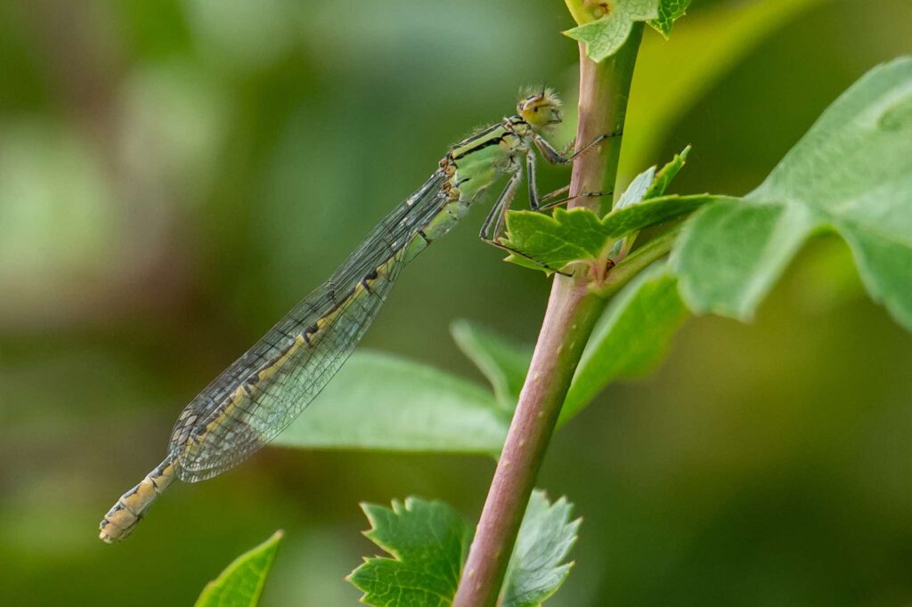 Nicky Day – Dragonfly