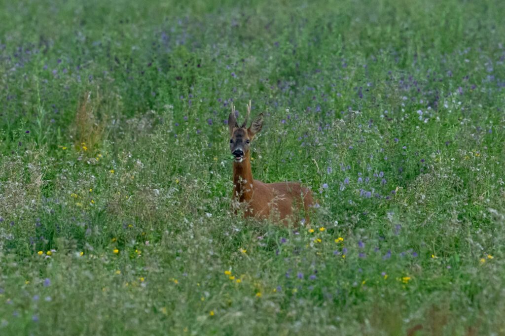 Nicky Day – Deer