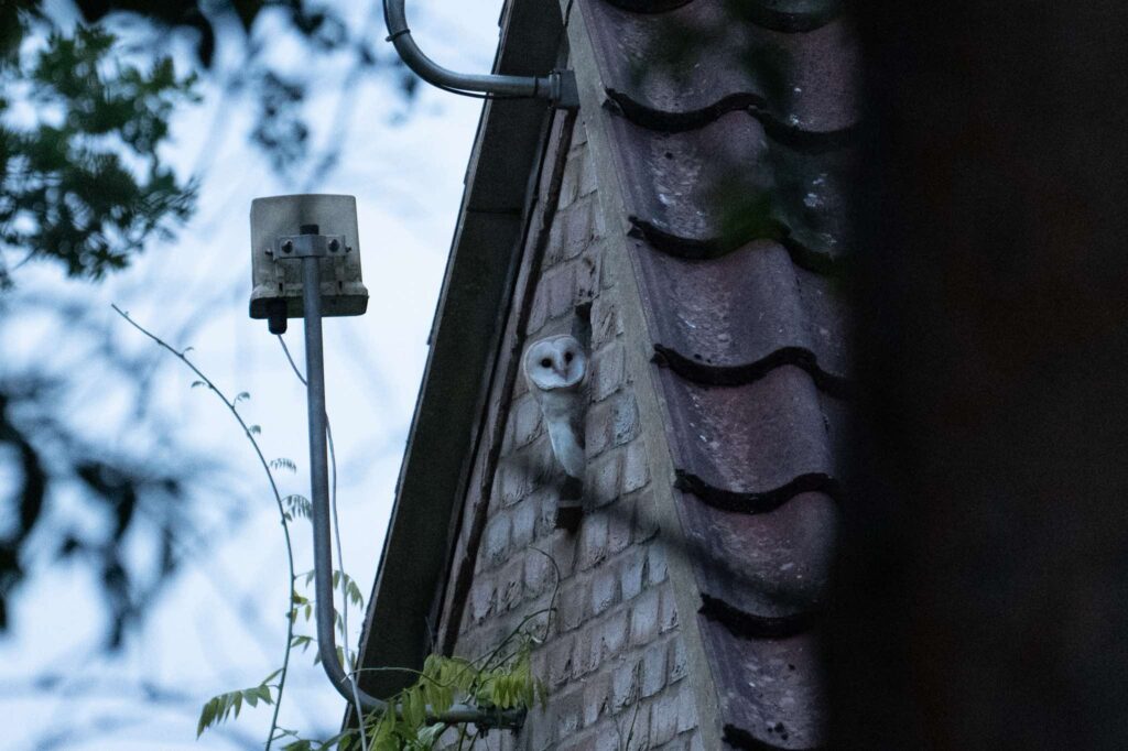Nicky Day – Barn Owl