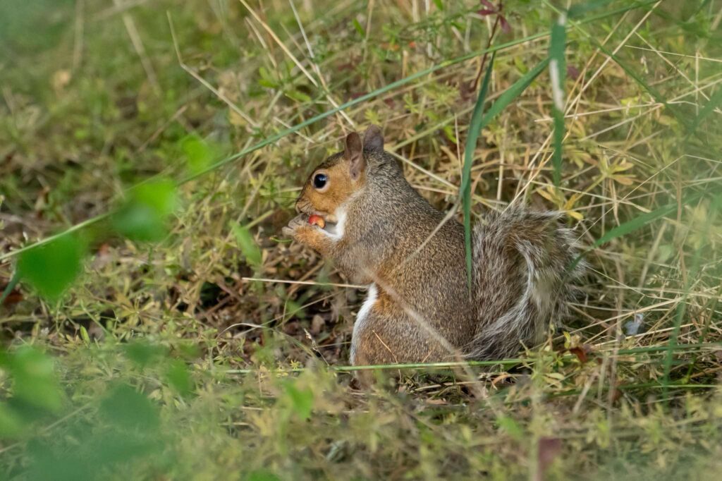 Nicky Day – Squirrel