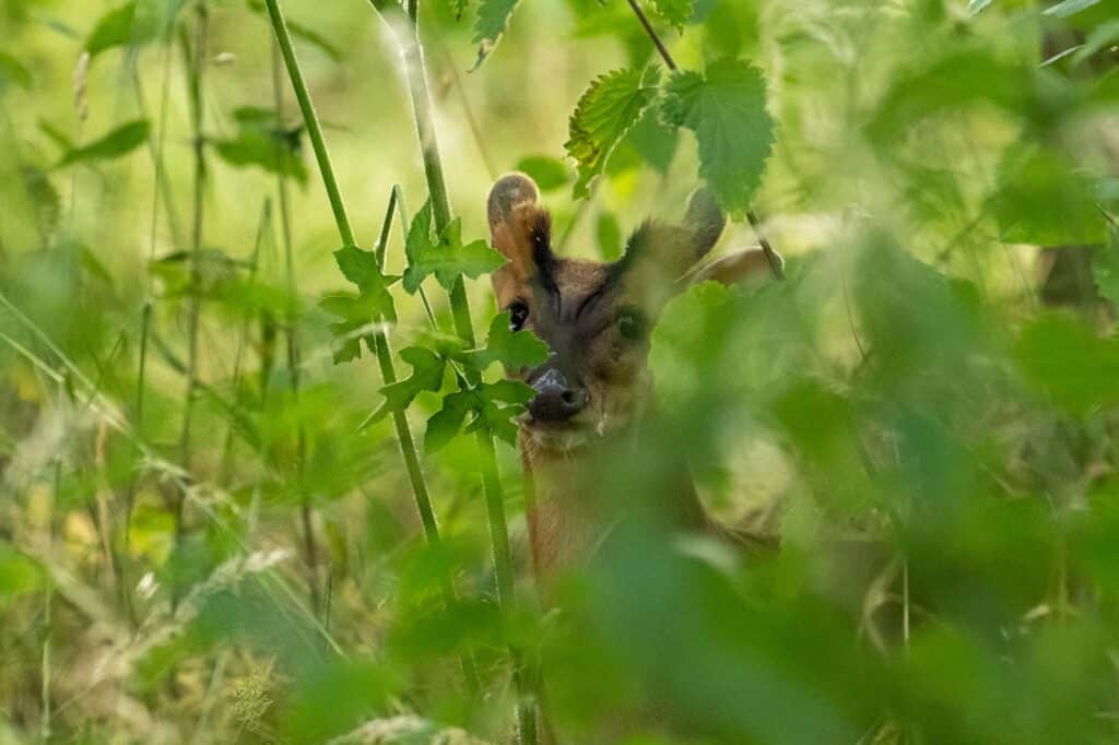 Nicky Day – Wildlife Photography