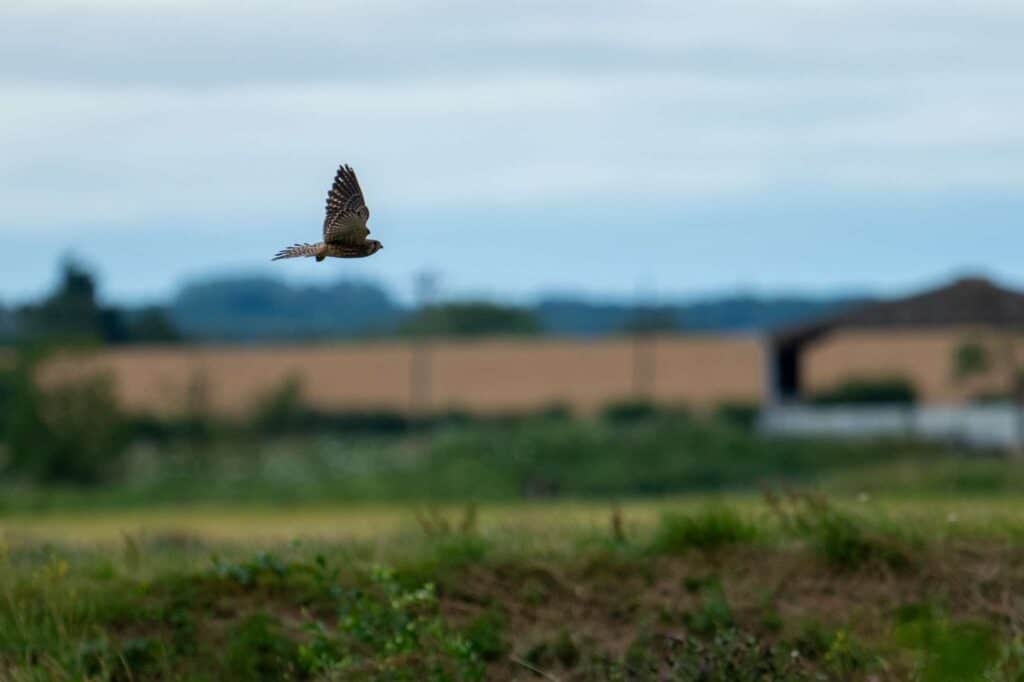 Nicky Day – Wildlife Photography