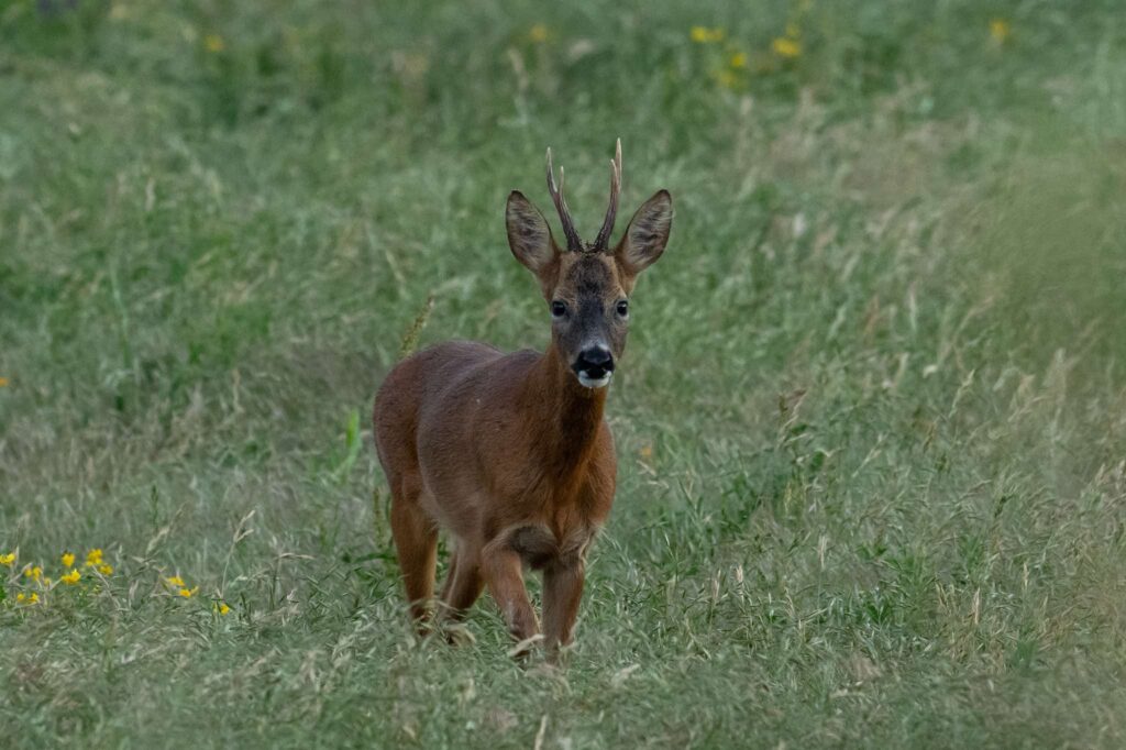 Nicky Day – Deer