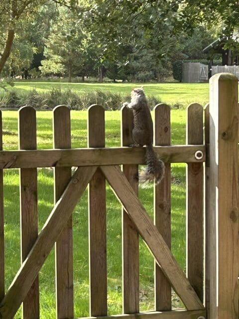 Spring Photo Competition – Squirrel