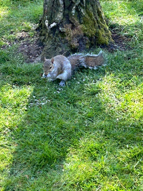 Spring Photo Competition – Squirrel