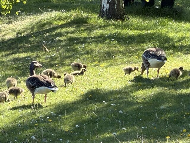 Spring Photo Competition – Goslings