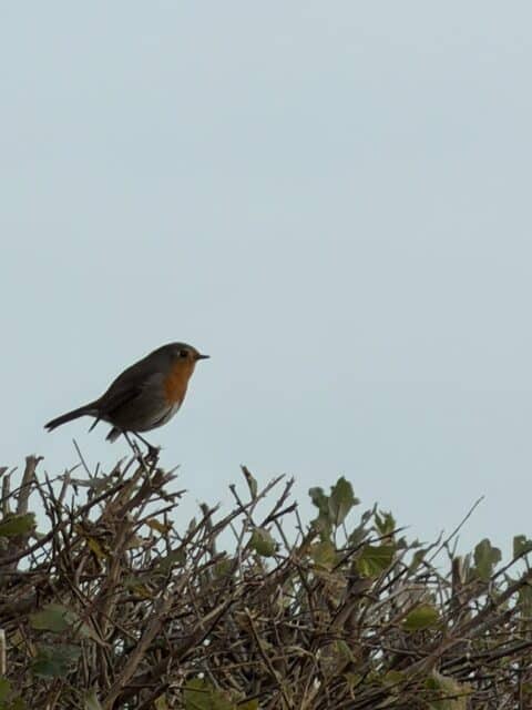 Spring Photo Competition – Robin