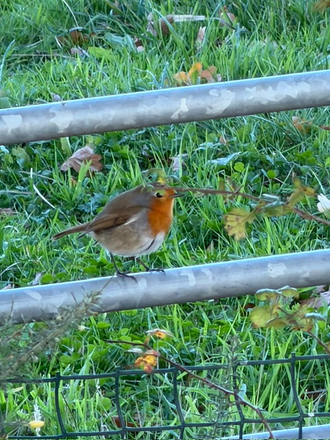 Spring Photo Competition – Robin
