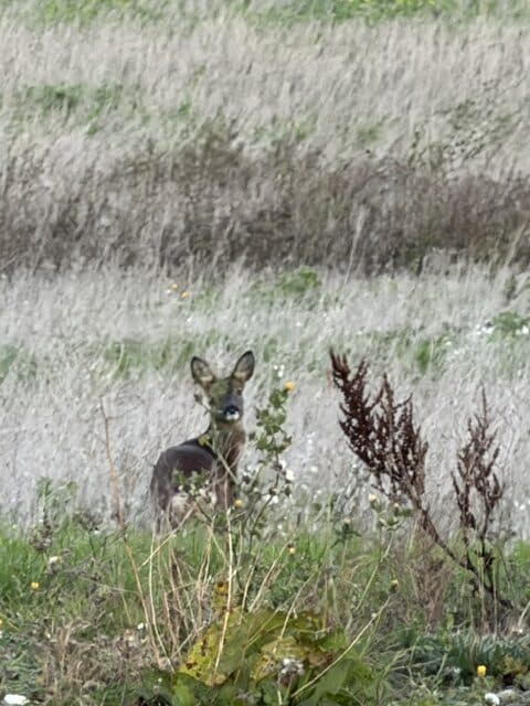 Spring Photo Competition – Deer