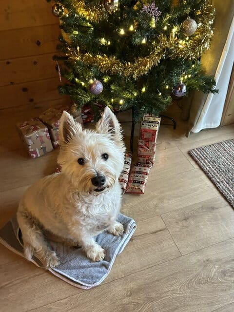 Spring Photo Competition – Dogs at Christmas