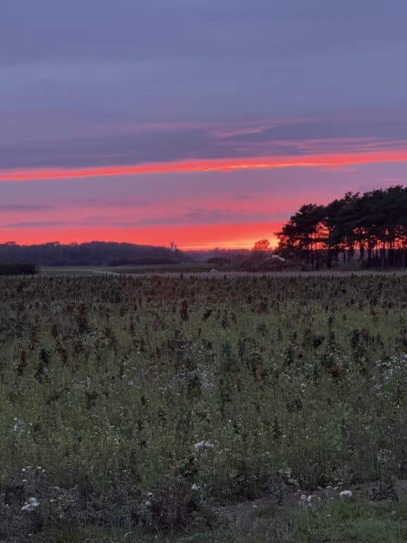 Red Sky
